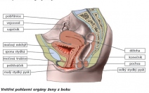 Anatomie pohlavních orgánů ženy a muže  - obrázek
